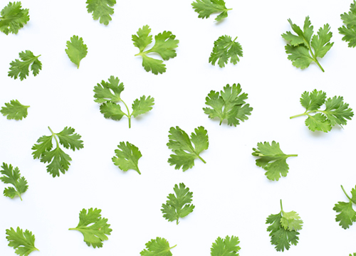 Cilantro – A Potent Herb